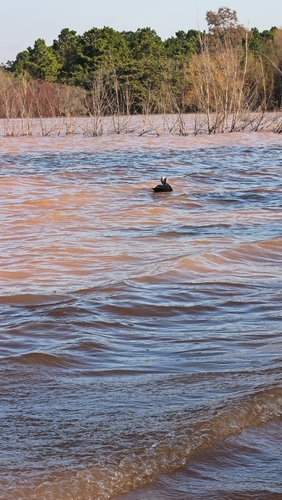 Muscovy Duck
