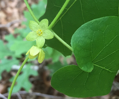 Matelea edwardsensis