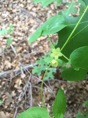 Matelea edwardsensis