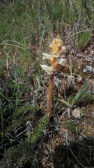 Orobanche clausonis