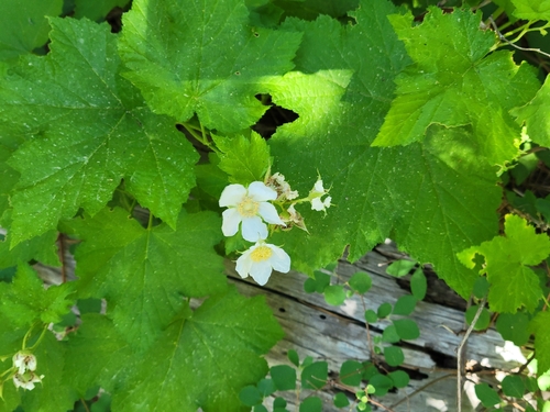 iNaturalist observation photo of thimbleberry