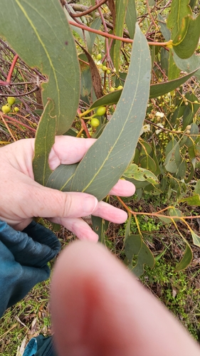 White ironbark (Eucalyptus leucoxylon)