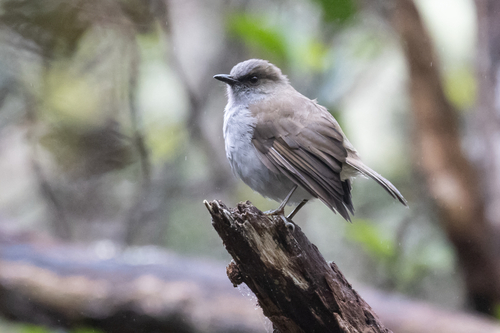 Myadestes obscurus observed 2026-07-10