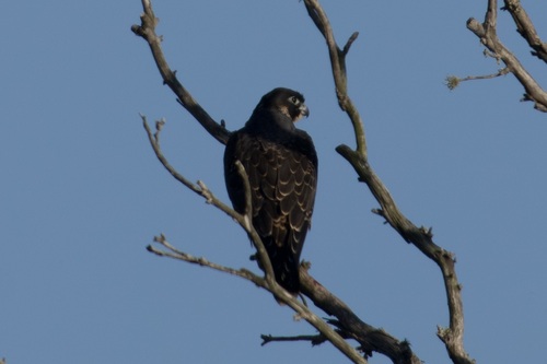 iNaturalist observation photo of Peregrine Falcon