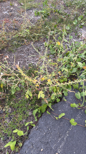 Cleome, 2026-07-10