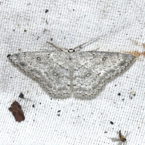 Sweetfern Geometer Moth photo 6