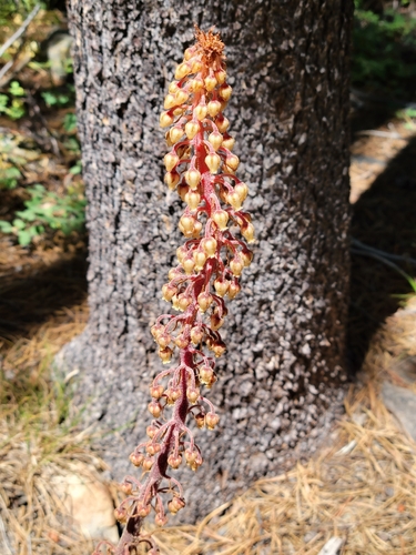 iNaturalist observation photo of woodland pinedrops