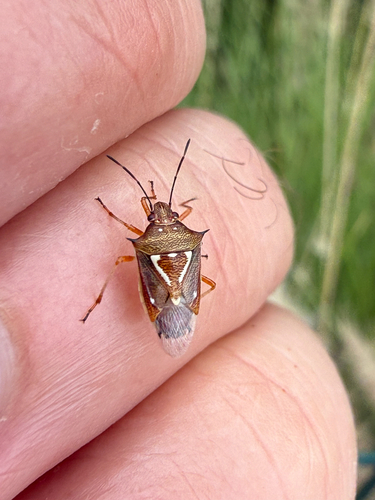 Mormidea angustata
