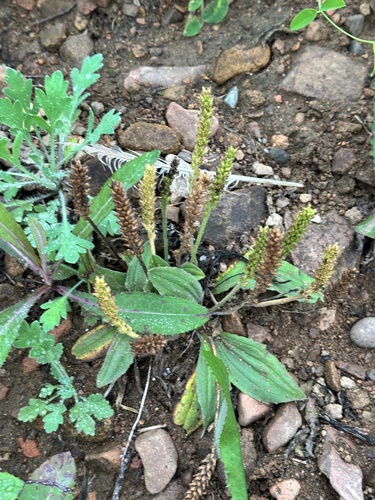 Plantago camtschatica, photograph 5
