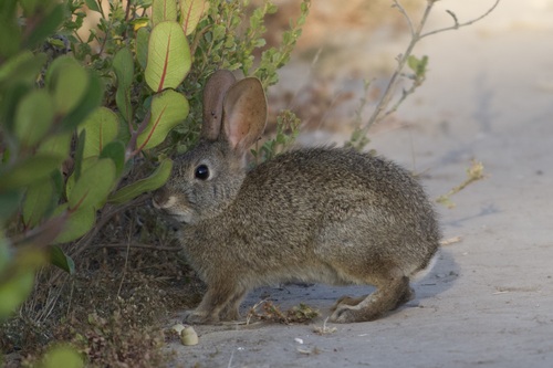 iNaturalist observation photo of Brush Rabbit