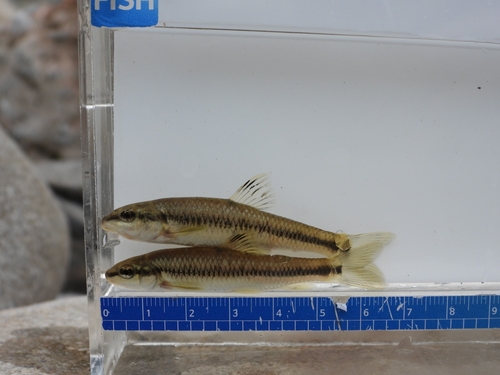 Tachanovsky's Gudgeon