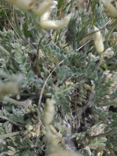 Oxytropis sericea, photograph 6