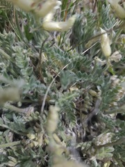 Oxytropis sericea, photograph author not stated, no rights reserved