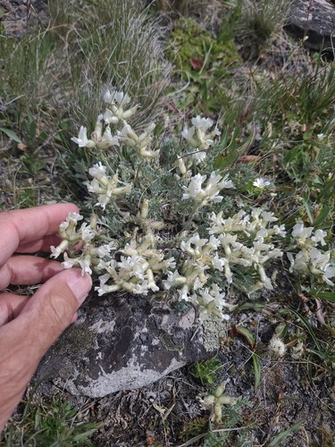 Oxytropis sericea, photograph 5