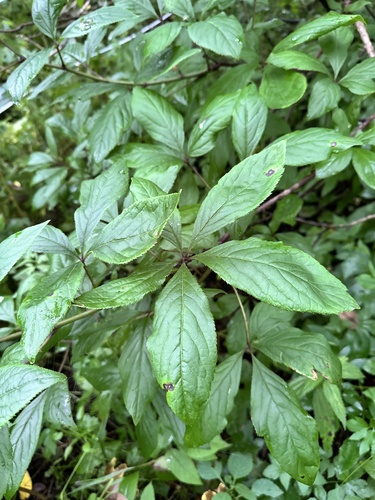Eleutherococcus sessiliflorus