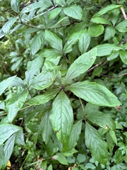 Eleutherococcus sessiliflorus