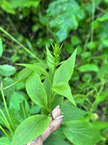 Asyneuma japonicum, photograph 2