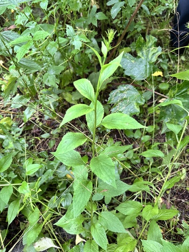 Asyneuma japonicum, photograph 1
