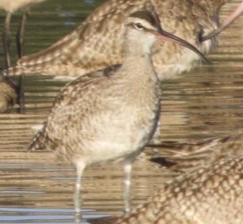 iNaturalist observation photo of Hudsonian Whimbrel
