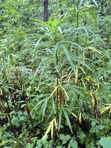 Artemisia selengensis, photograph 1