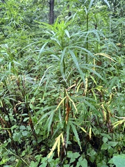 Artemisia selengensis