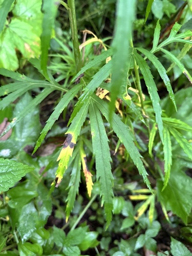 Artemisia selengensis, photograph 2