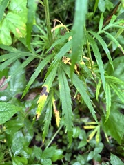 Artemisia selengensis, photograph (c) Tatyana Petrenko, some rights reserved (CC BY)