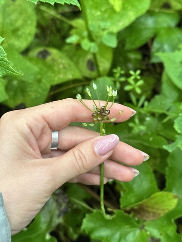 Allium macrostemon, photograph 4