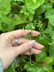 Allium macrostemon, photograph (c) Tatyana Petrenko, some rights reserved (CC BY)