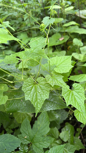 Schizopepon bryoniifolius