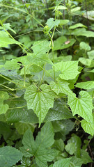 Schizopepon bryoniifolius