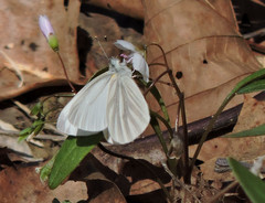 Pieris virginiensis