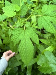 Rubus crataegifolius, photograph (c) Tatyana Petrenko, some rights reserved (CC BY)