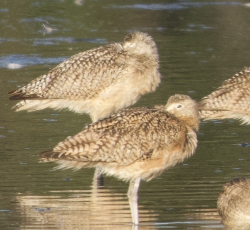 iNaturalist observation photo of Long-billed Curlew