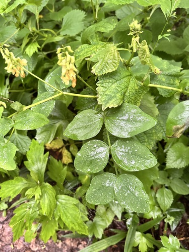 Lathyrus davidii, photograph 2