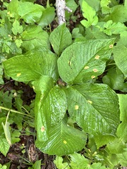 Arisaema amurense