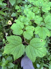 Viburnum sargentii