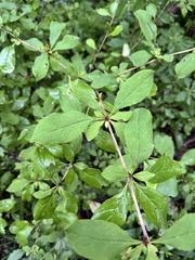 Berberis amurensis, photograph (c) Tatyana Petrenko, some rights reserved (CC BY)