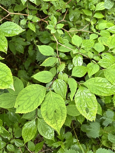 Philadelphus tenuifolius, photograph 1