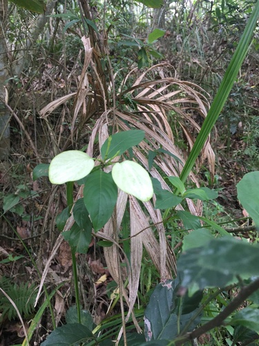 Image of Mussaenda parviflora by (c) 何小花, some rights reserved (CC BY)