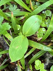 Convallaria keiskei