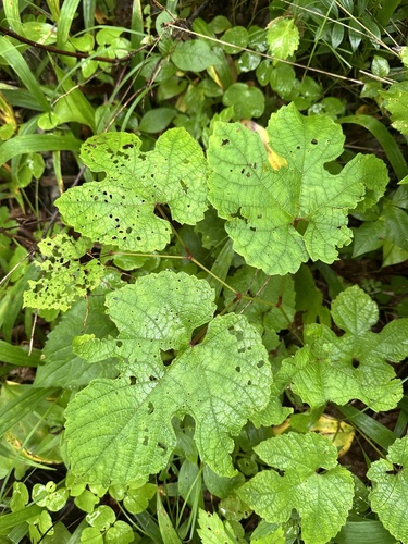 Vitis amurensis, photograph 2