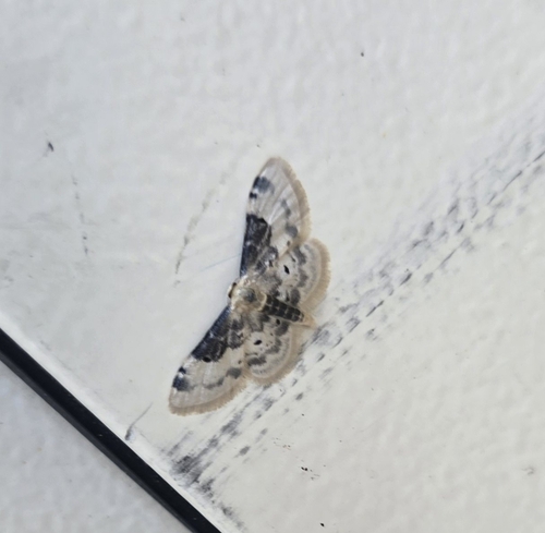 Idaea filicata, Sorgues, France, photo 10 of 10