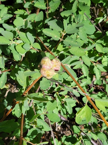 iNaturalist observation photo of Snowberry Sawfly