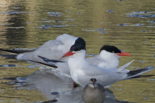iNaturalist observation photo of Caspian Tern