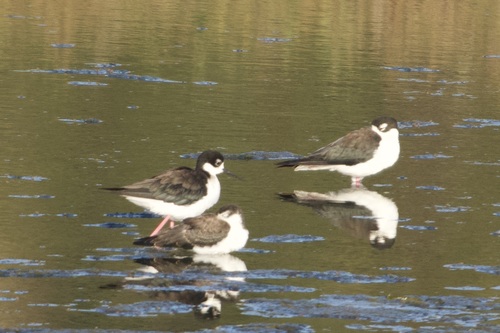 iNaturalist observation photo of Black-necked Stilt