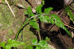 Asplenium ritoense