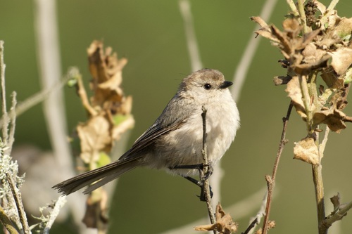 iNaturalist observation photo of Bushtit