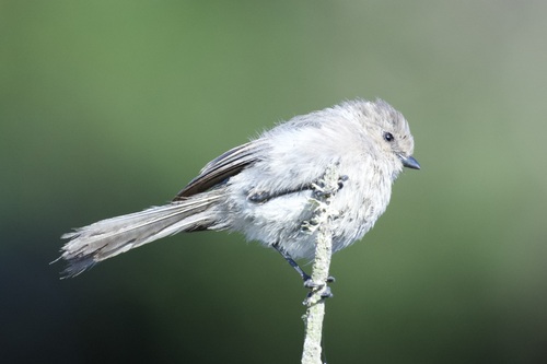 iNaturalist observation photo of Bushtit