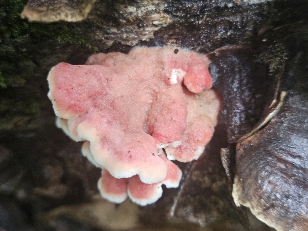 Coral-pink Merulius · July 2026 · photo: Photo: (c) willingarden, some rights reserved (CC BY) · iNaturalist